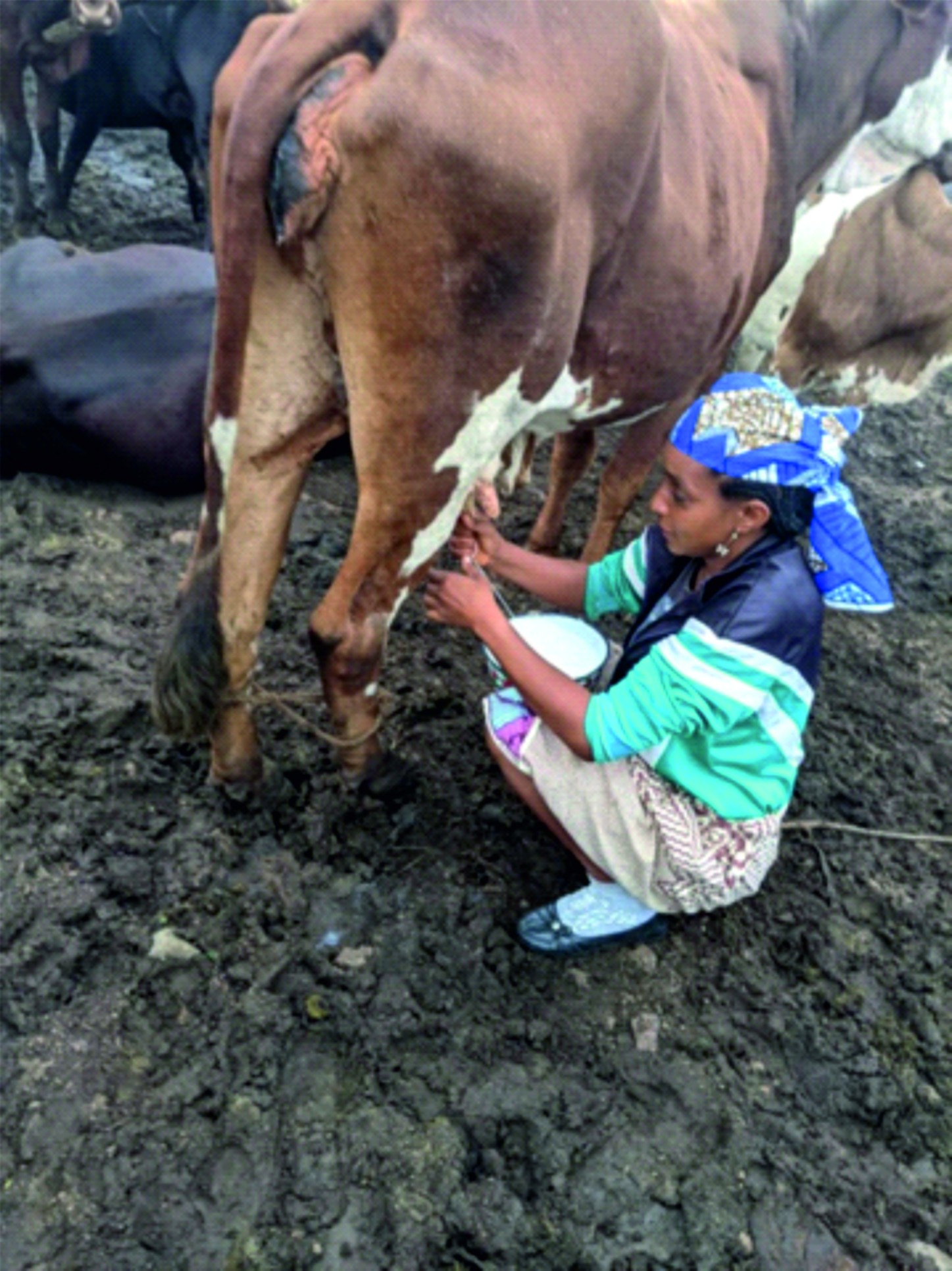 Projet Du Lait au Beurre